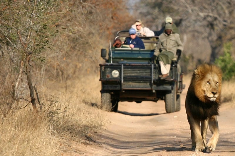 lion walking in front of a safari truck, south africa