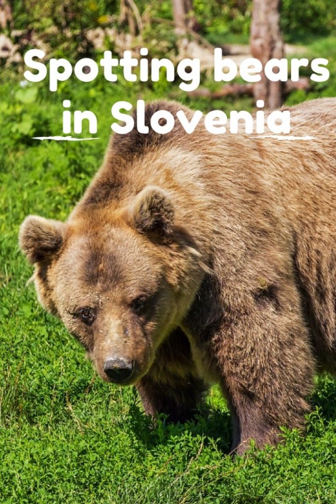 Spotting bears slovenia