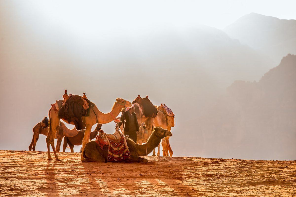 Traveling Jordan by camel