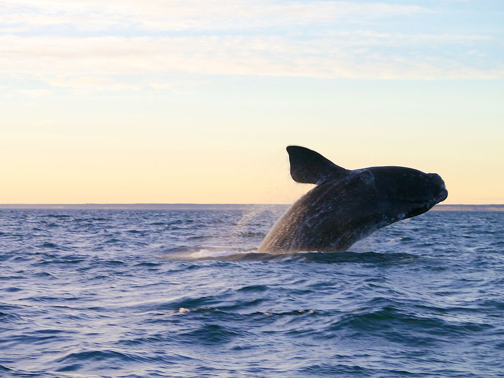 migrating whale in puerto madryn valdes peninsula