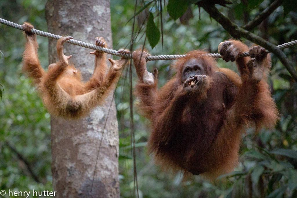 orangutans in Malaysia by henry hutter