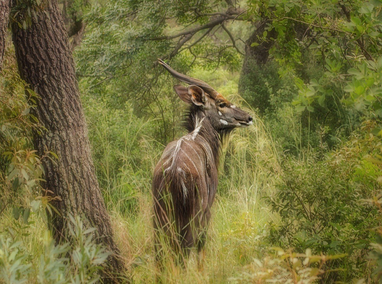 nyala antelop in mozambique
