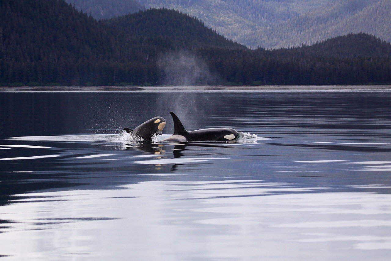 orcas in bay in the pacific northwest west coast road trip
