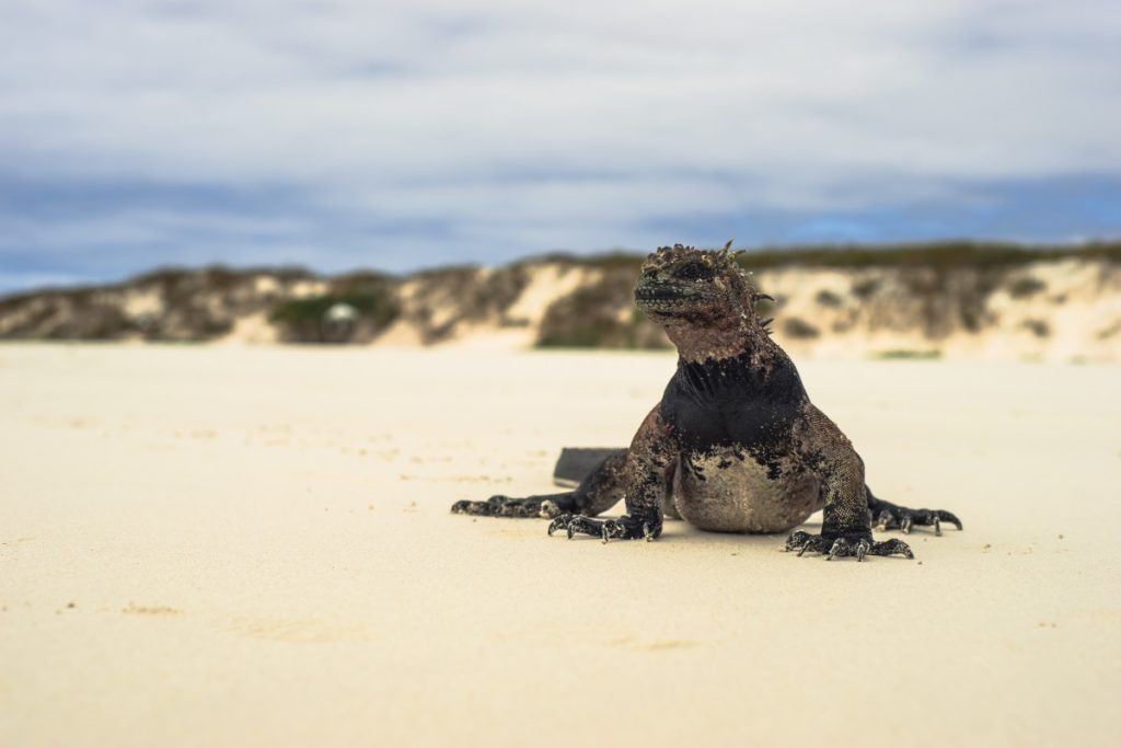 Galapagos Tours (A No Stress Guide for 2024)