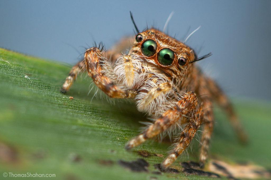 baby spider in gorongosa