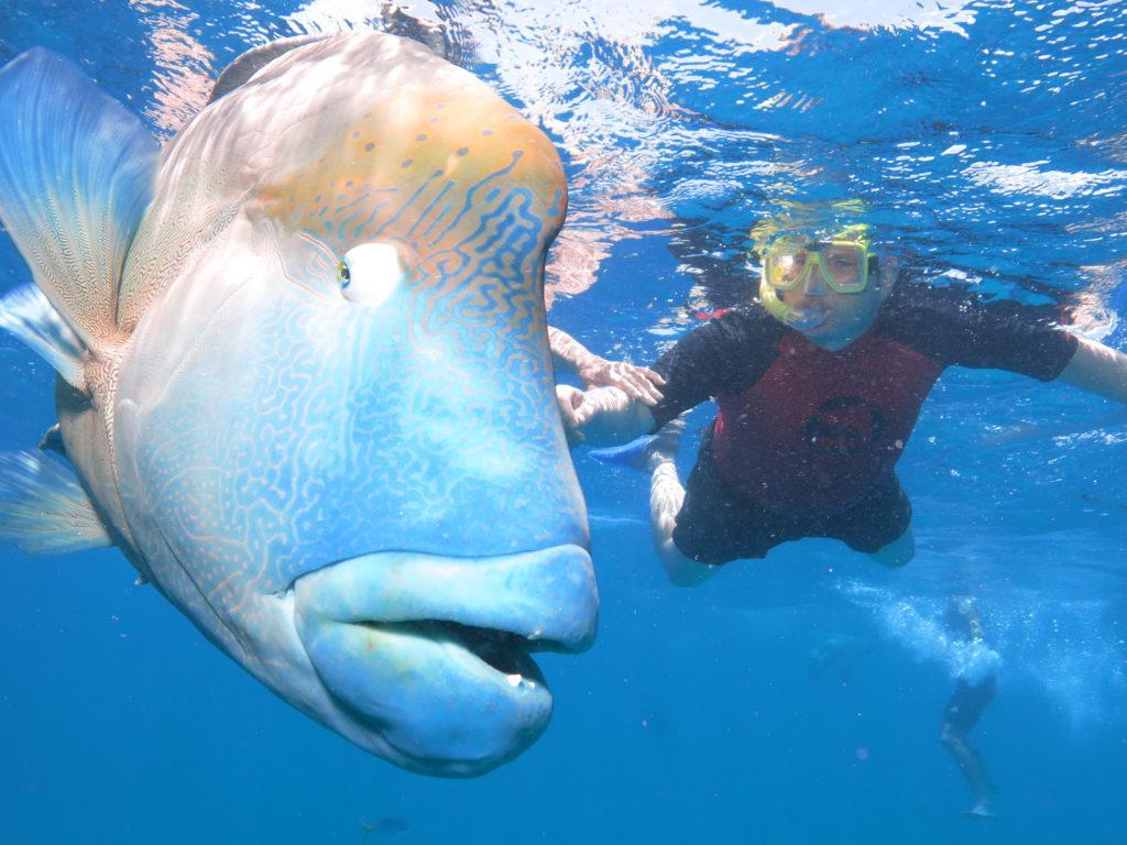Scuba diving at the Great Barrier Reef with a grouper - adventure tourism in Australia