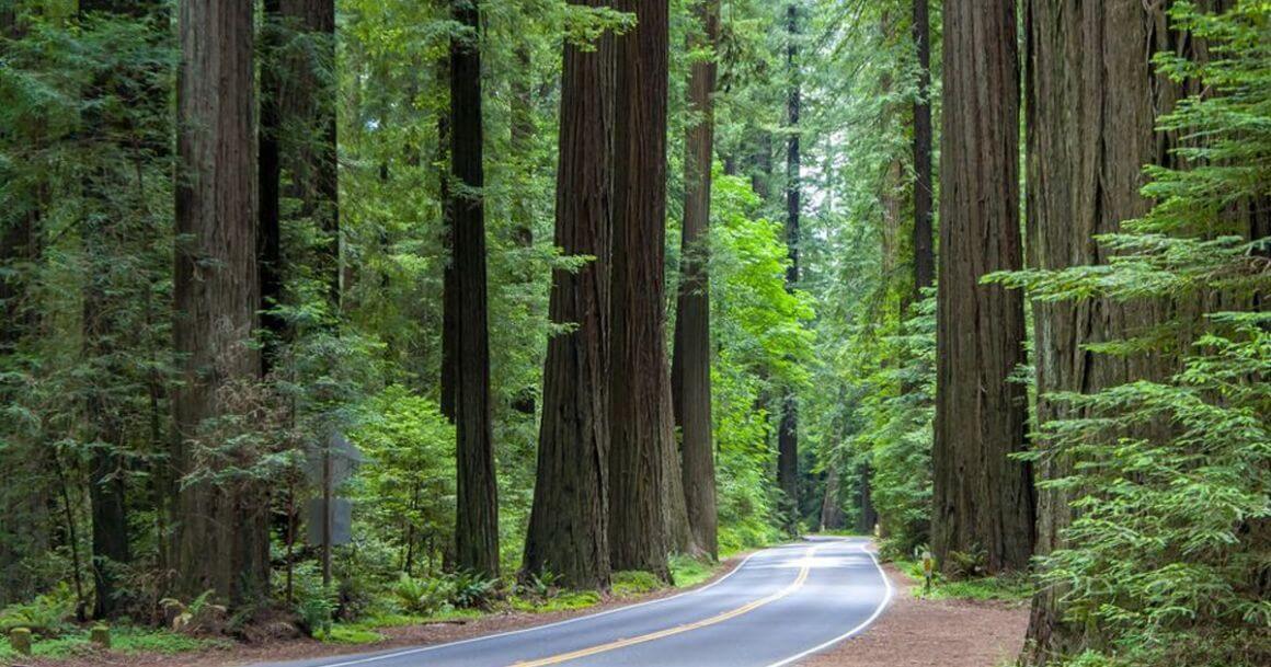 Redwood highway Emerald Triangle