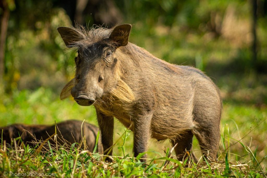 warthog in mozambique