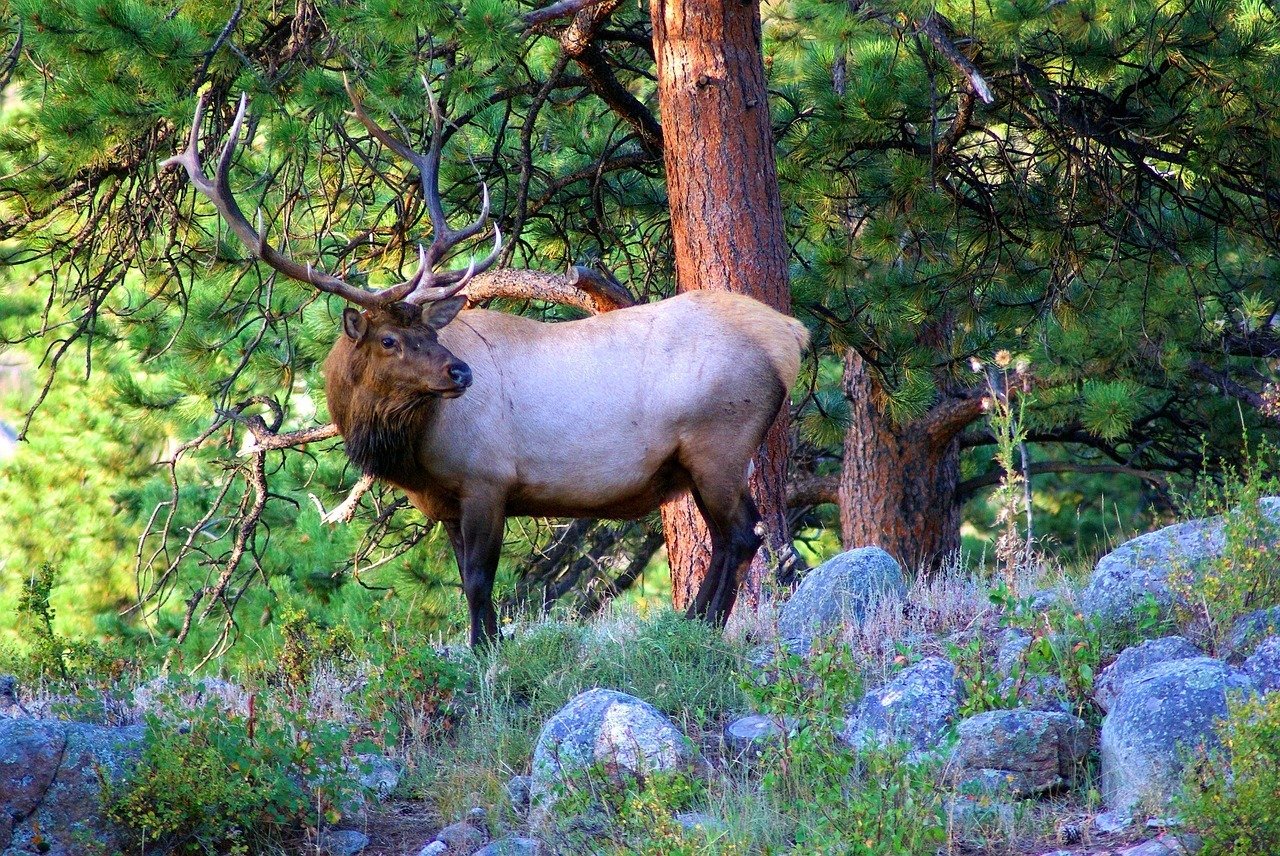 young bull elk in colorado wilderness