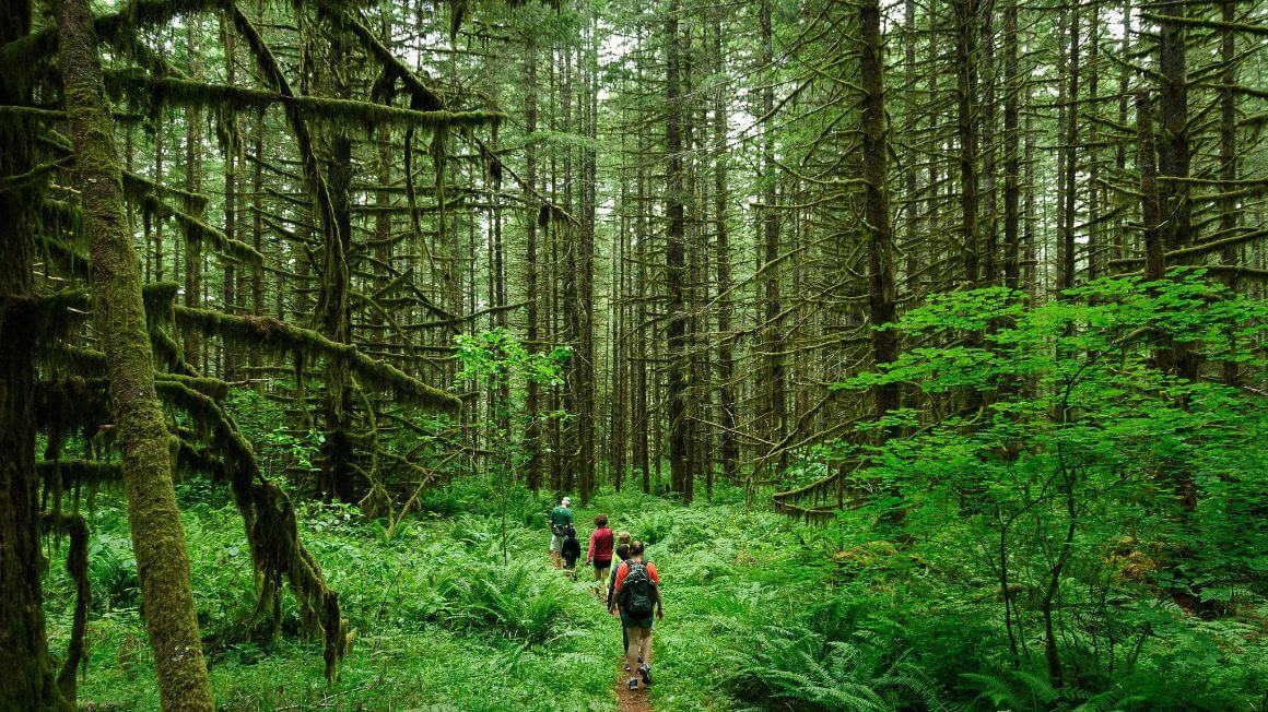 hiking in woods best oregon hikes