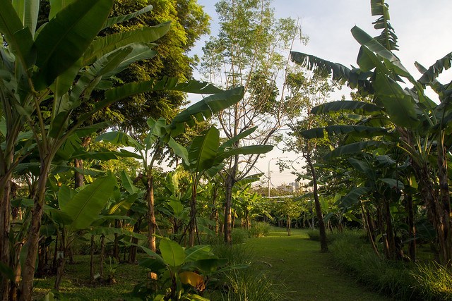 Banana plantation in Queen Sirikit Park
