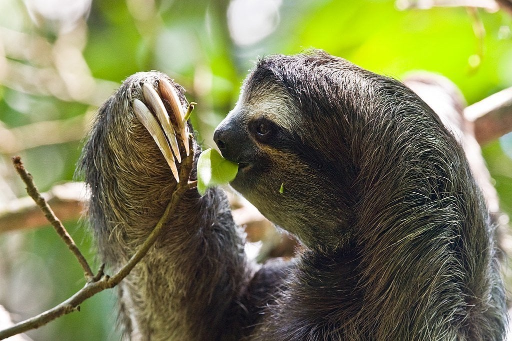 Cahuita Sloth and Wildlife Sanctuary