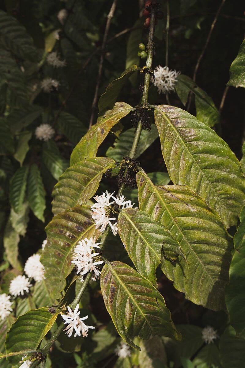 guatemala coffee plant