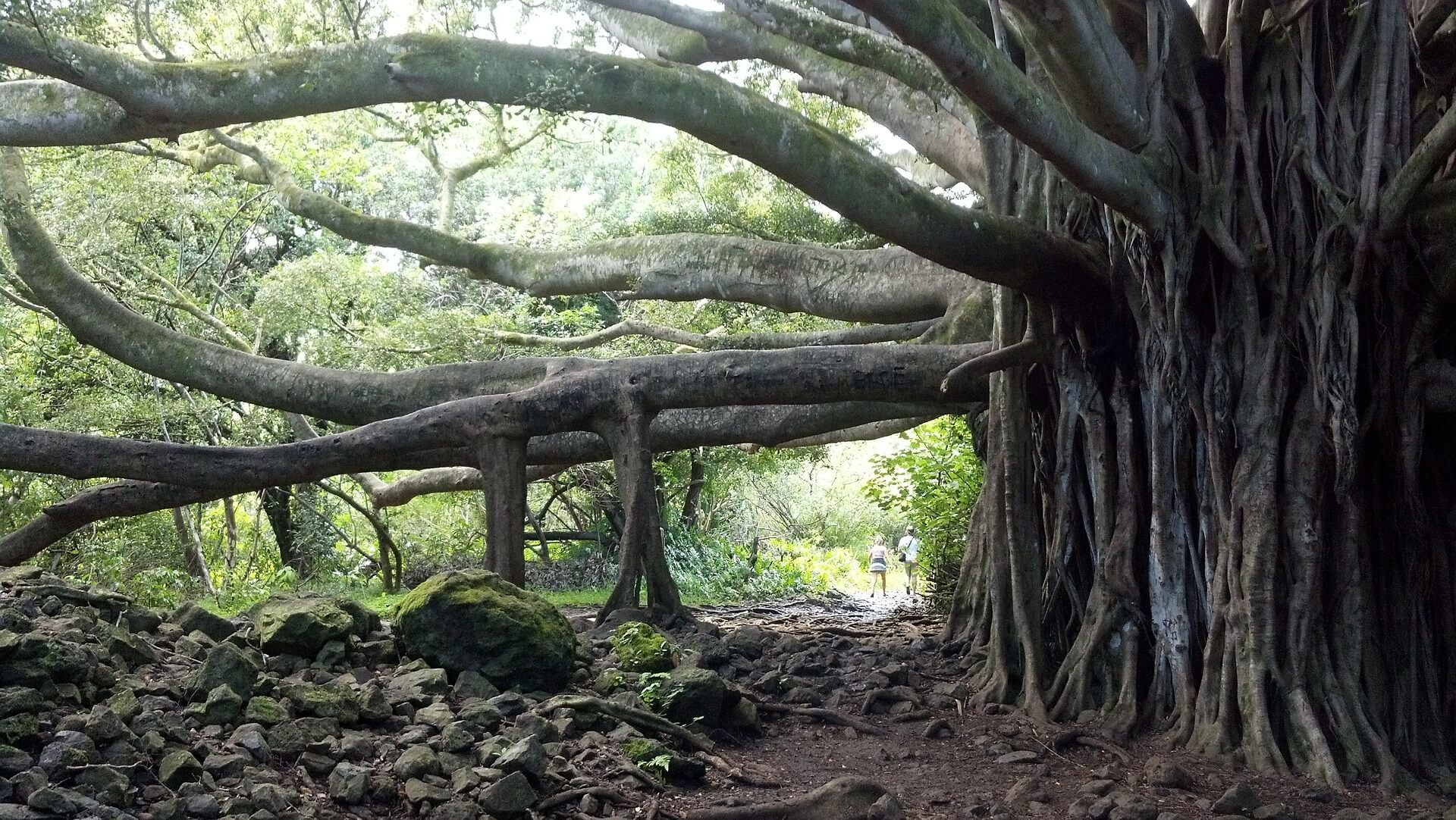 Banyan Tree Park, Hawaii