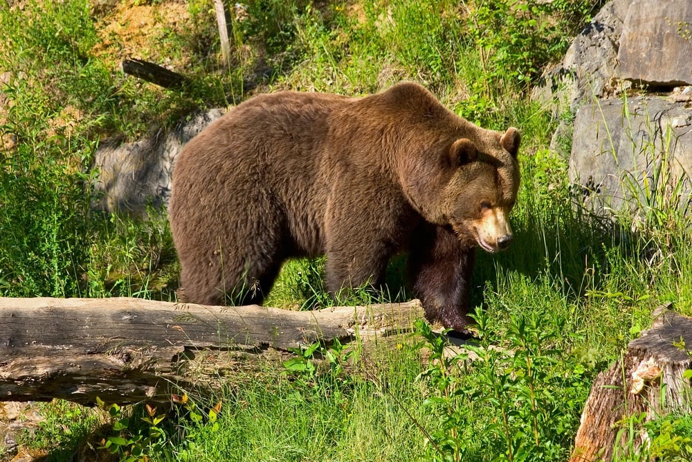 Langenberg Wildlife Park Zurich