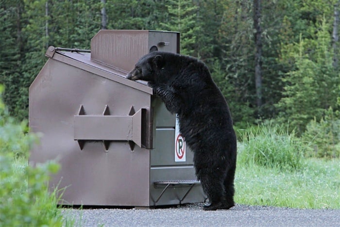 Dumpster bear