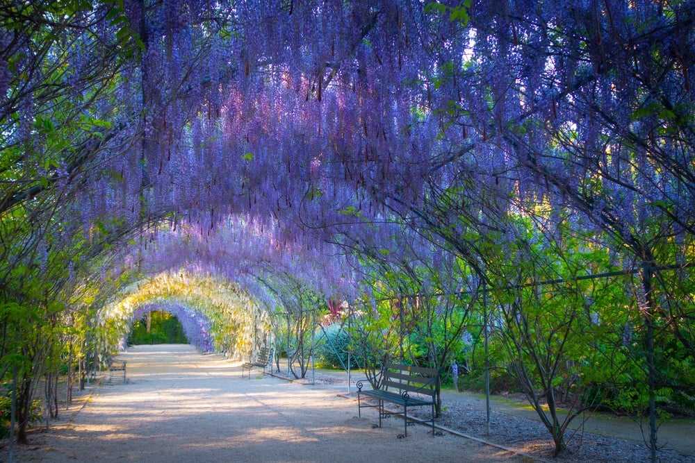 Shutterstock Adelaide Botanic Garden 