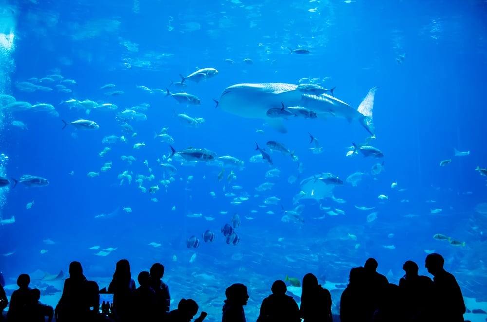 Shutterstock-Day-at-Georgia-Aquarium