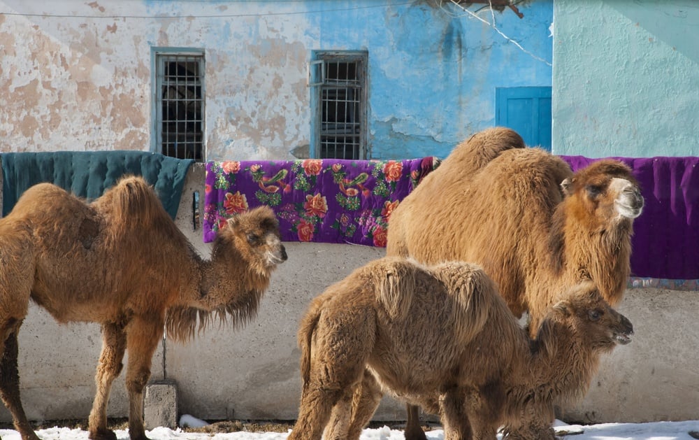 camels in karakol kyrgyzstan
