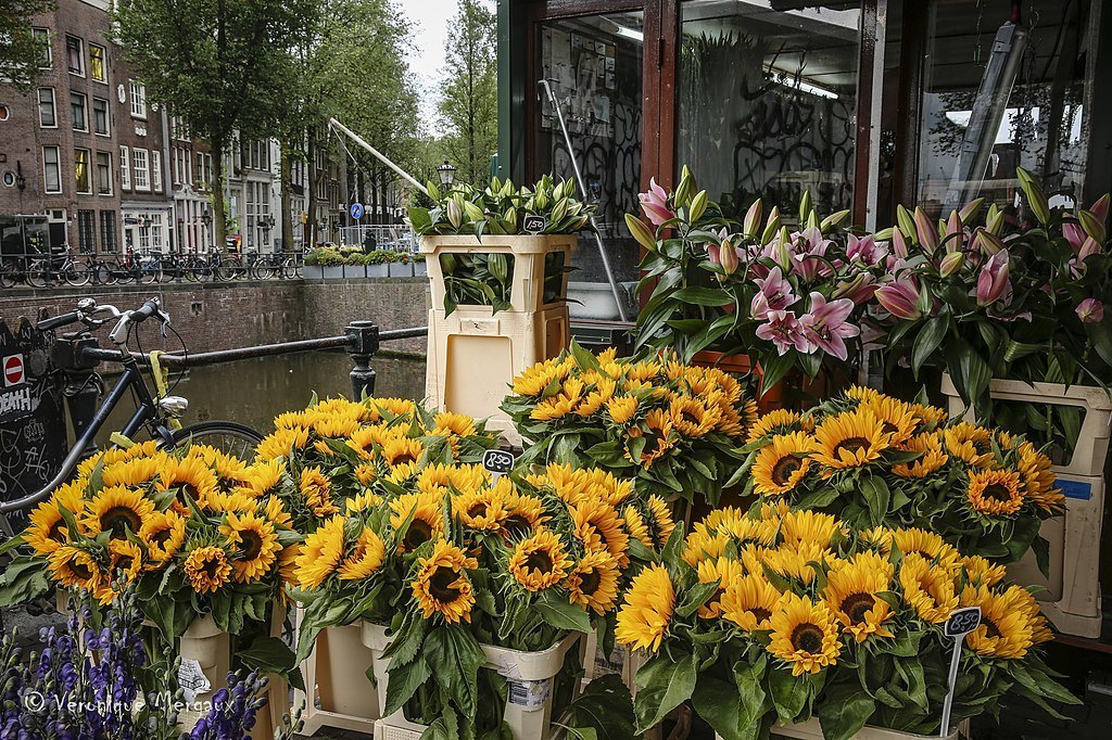 vizitați piața de flori plutitoare Bloemenmarkt