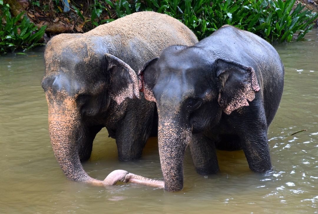 Millennium Elephant Foundation - best place to go in Sri Lanka to see elephants