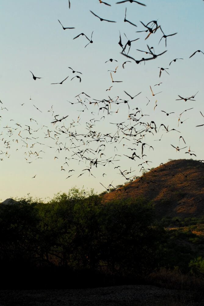 Phoenix Bat Cave