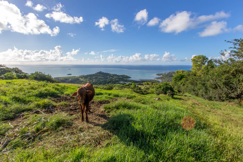 Rodrigues Island and a cow - a must-see destination in Mauritius