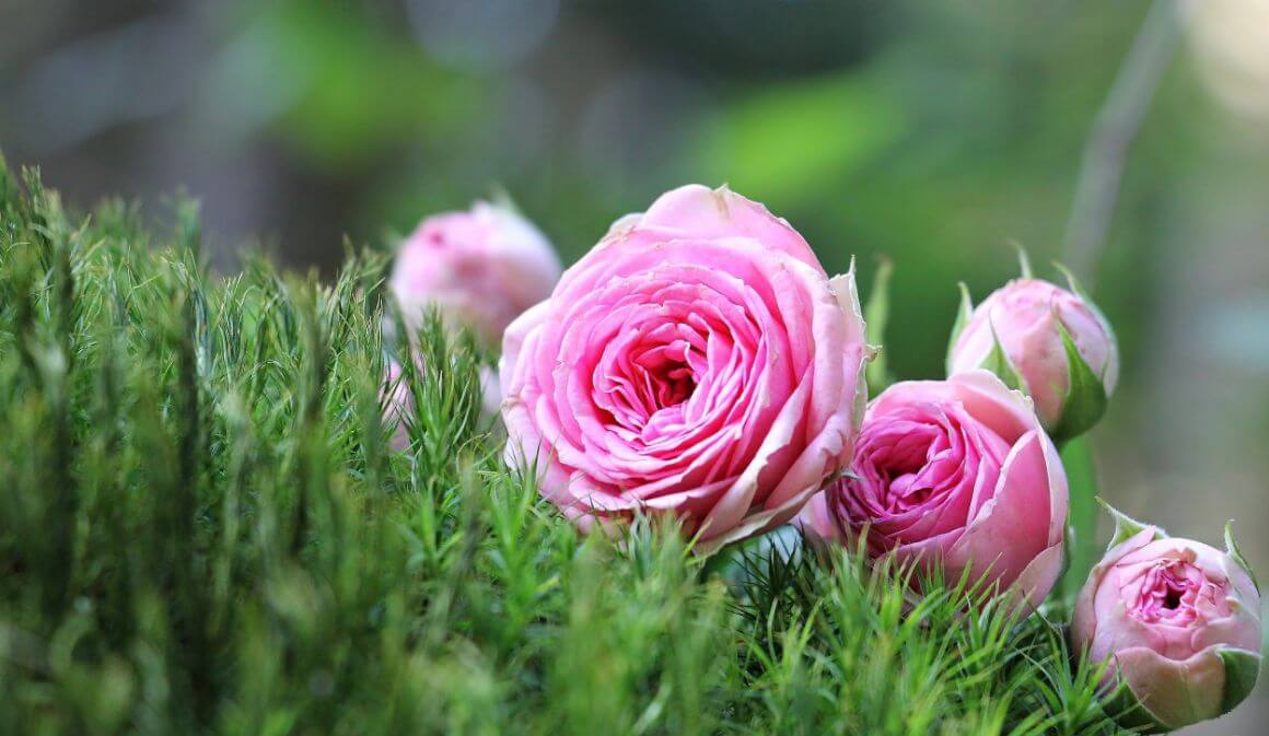 ohio pink roses