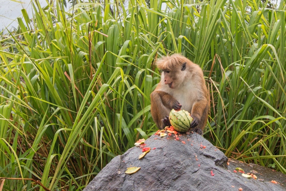 Wilpattu National Park monkey - bonus safari stop on the 3-week Sri Lanka itinerary