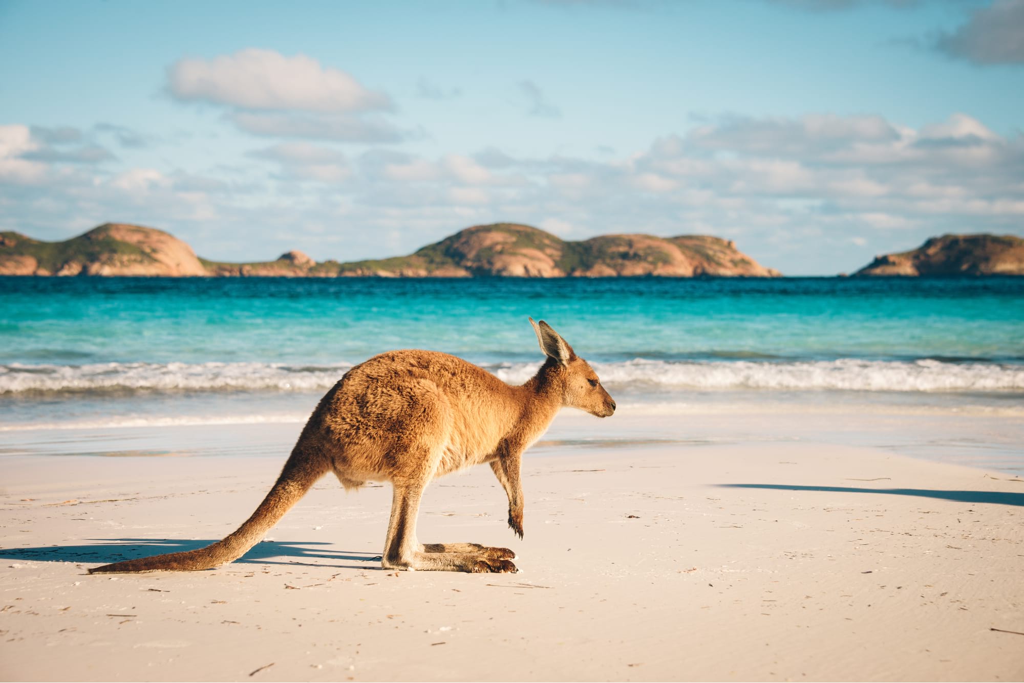 a kangroo is on an australian beach proving that it is the best place in the world to live on a sailboat. 
