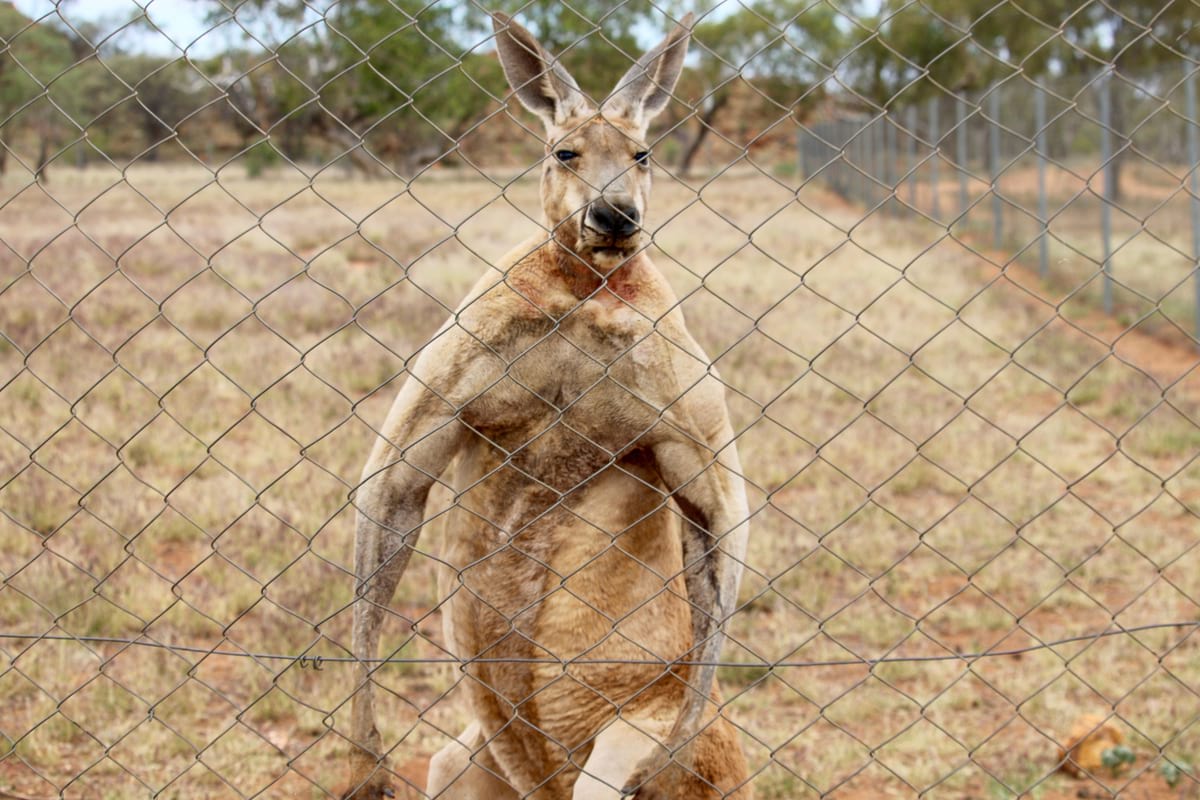 An extremely muscular kangaroo giving the stink-eye to some tourists in Australia