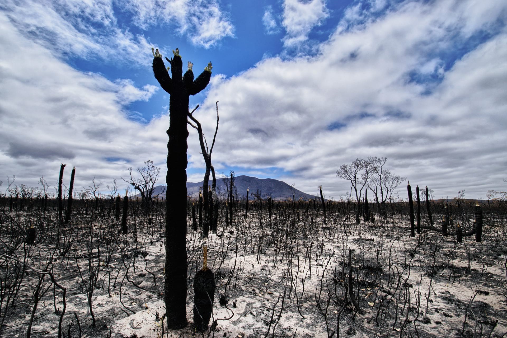 A bushfire-razed piece of land in the Australian countryside