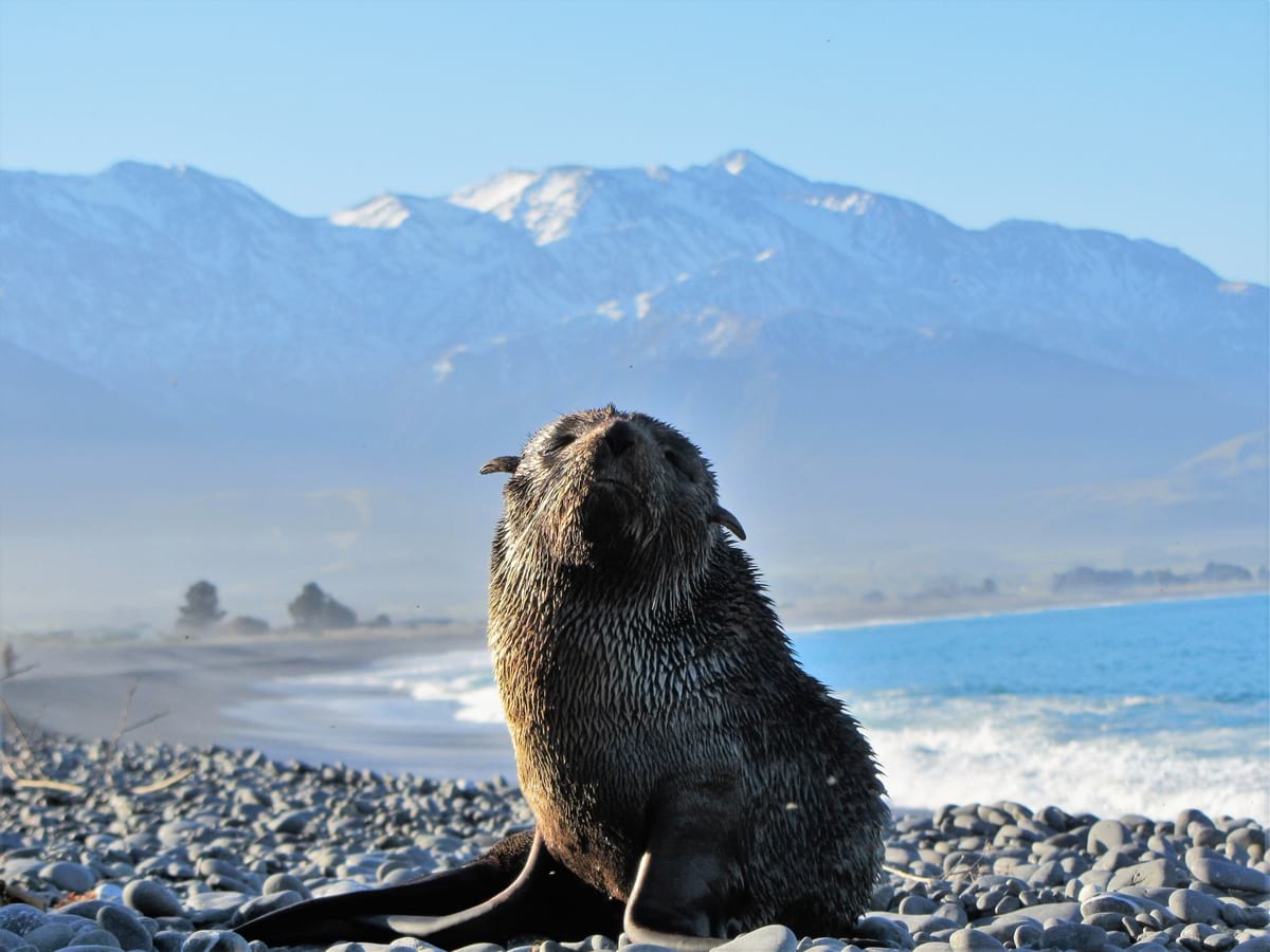 Spotting a fur seal in Kaikoura - popular tourist attraction