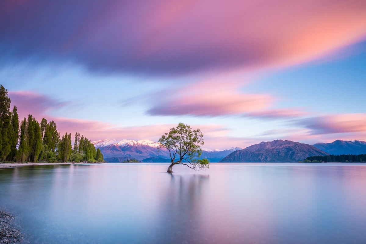 Famous Lake Wanaka tree - famous tourist attraction on a South Island road trip