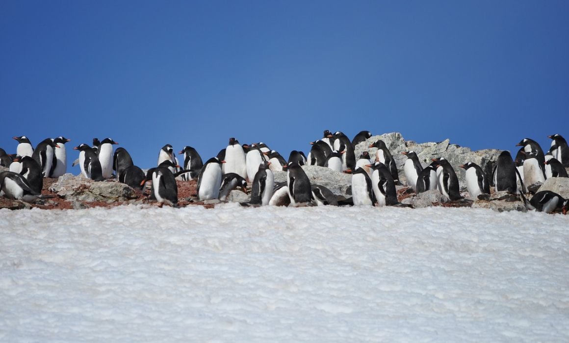 Quick Guide to Visiting Antarctica