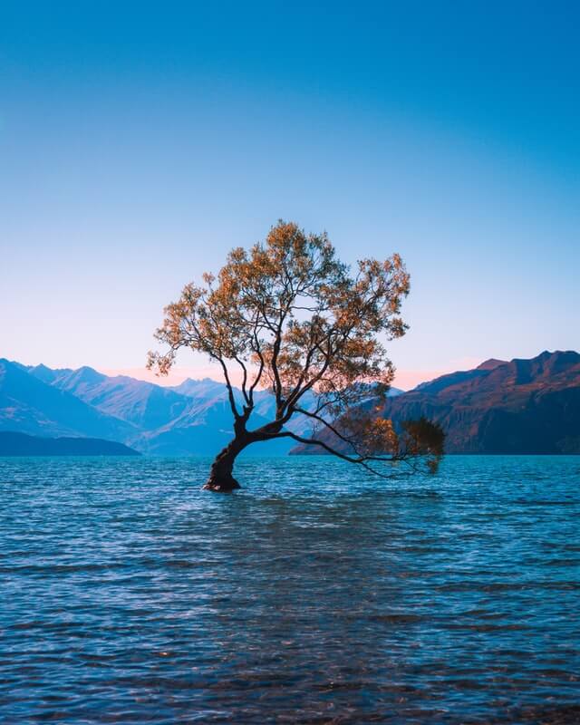 The famous Wanaka tree - popular photo spot on South Island