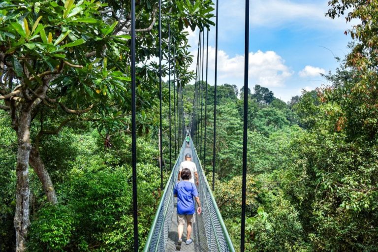 The Best Hiking Trails in Singapore Which Will You Choose in 2024?