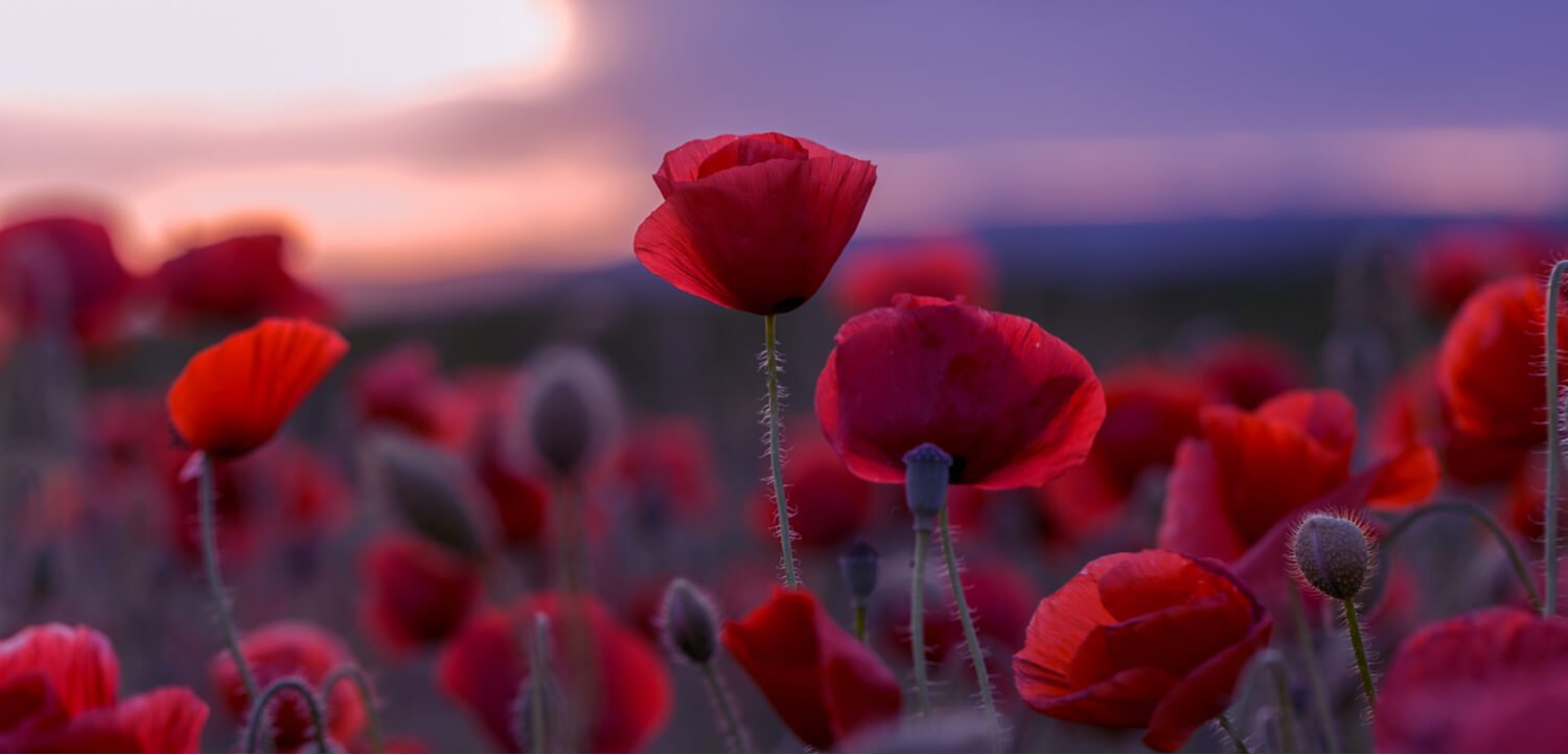 Red poppies in a field - the natural source of opium and the early days of drug tourism