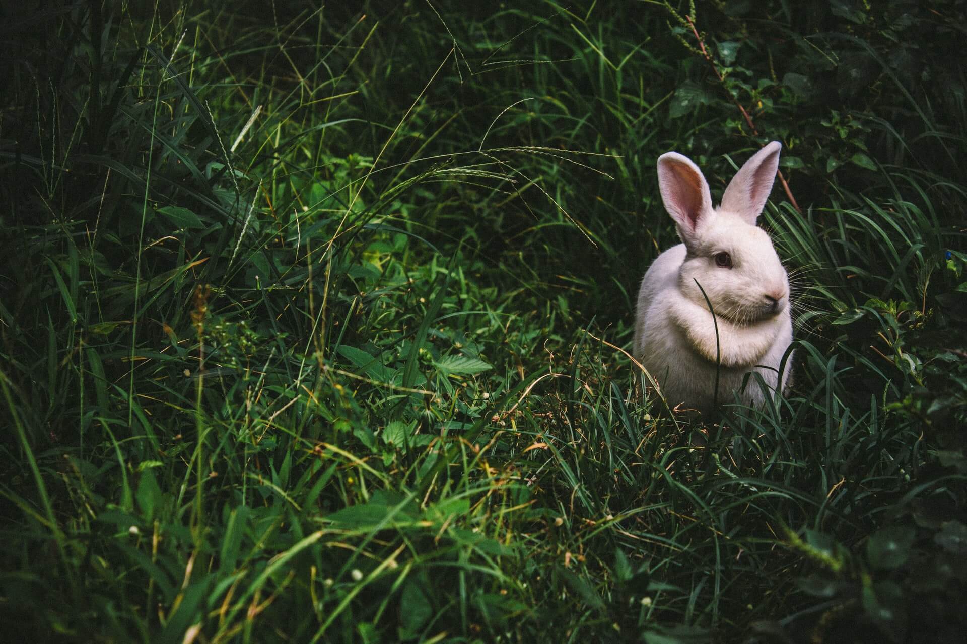 A white rabbit in the grass symbolising the psychedelic journey for people taking acid for the first time