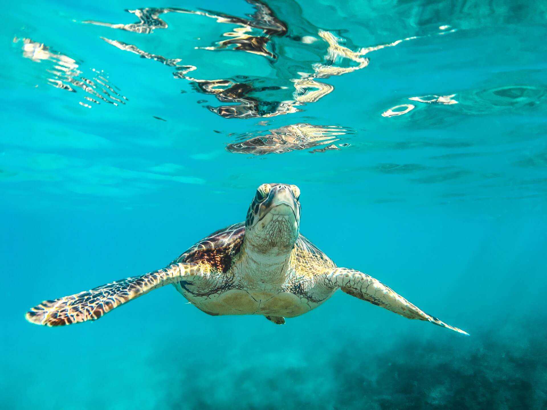 A photograph of a turtle taken by a diver living on a boat in the Caribbean.
