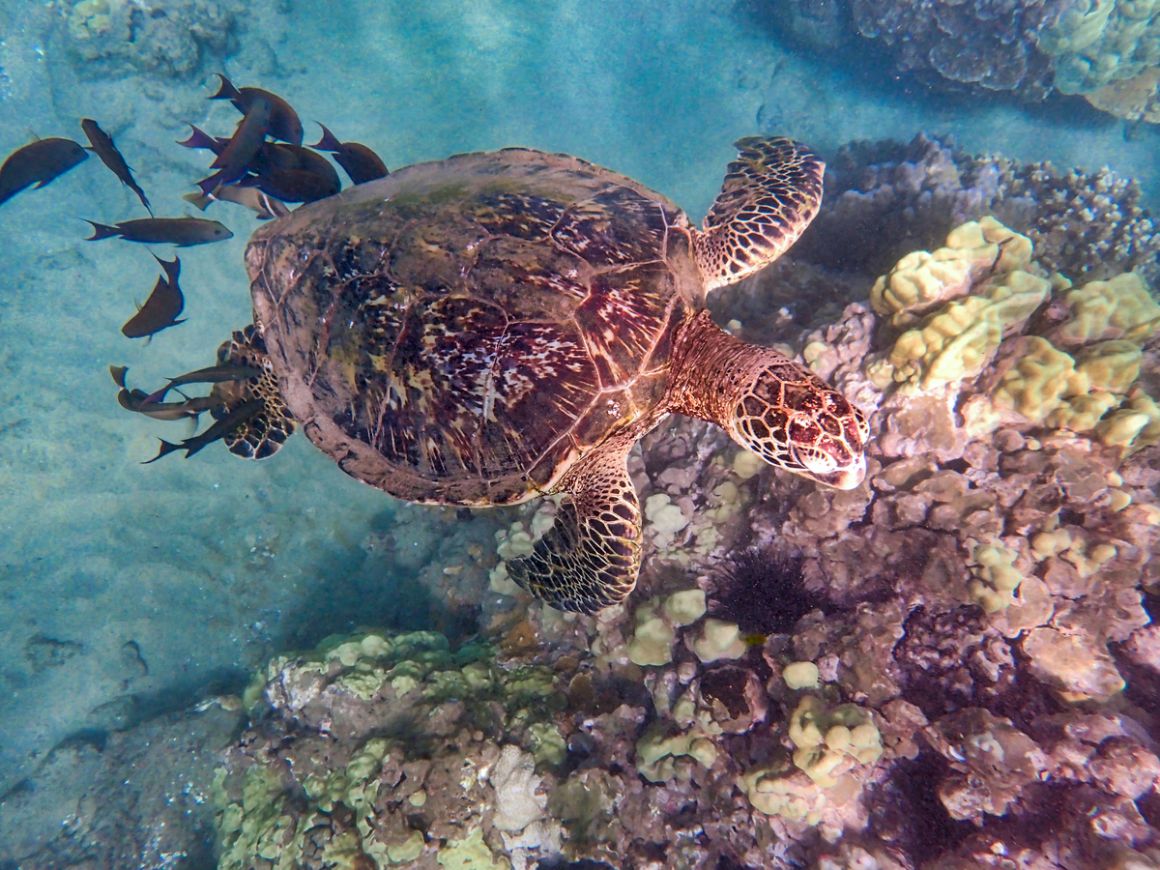 Hawaiian green sea turtle Kihei