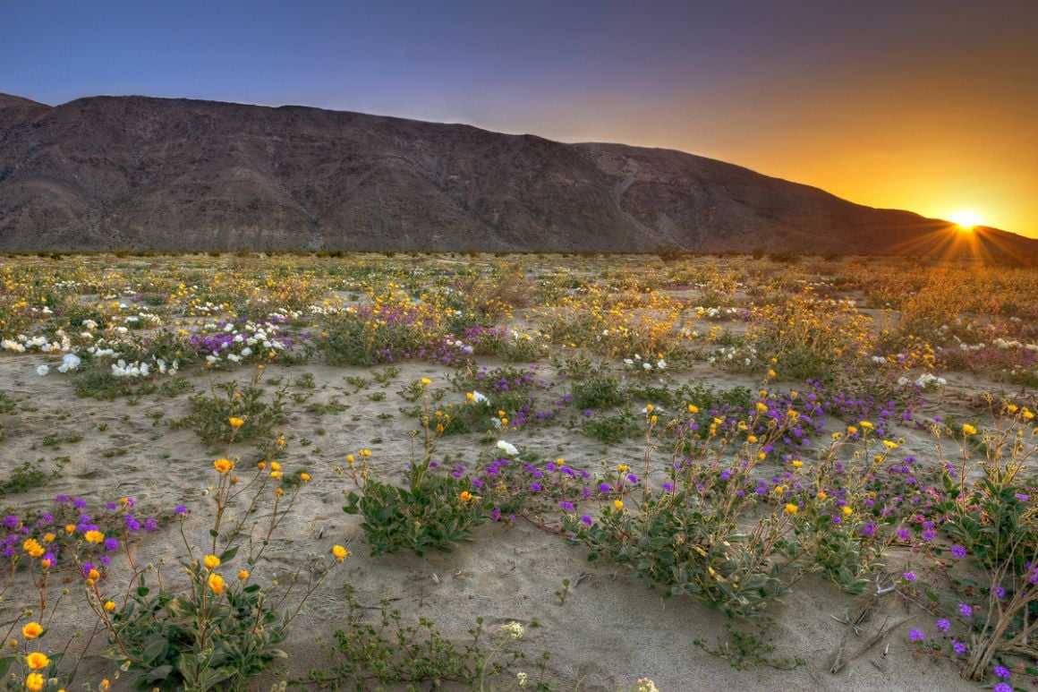 Borrego Springs San Diego