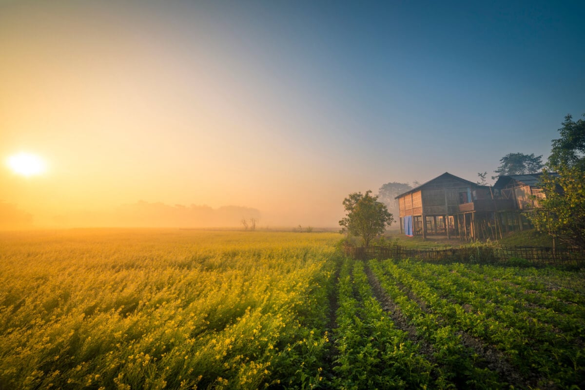 wooden stilt homes above a sea of green grass and agriculture captured in the pink orange light of sunrise