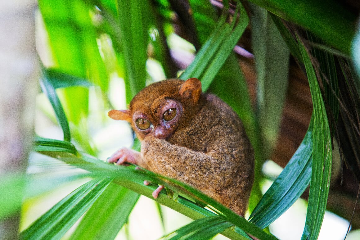 Tarsier Conservation Area