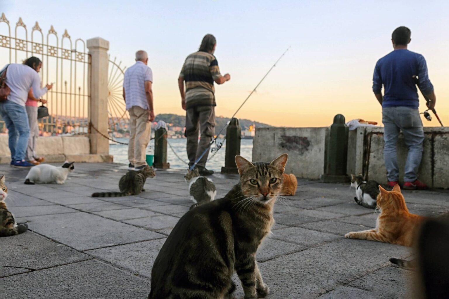 Locals Cats Istanbul Turkey 1536x1024 