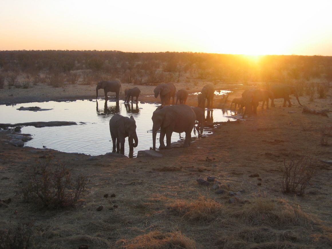 elephants by a pool of water in namibia