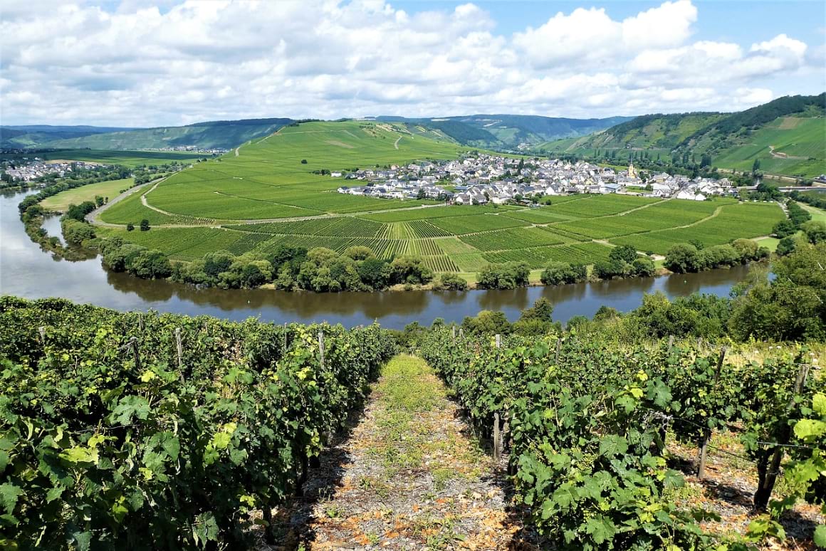 a landsacpe shot of the mosel valley with a curved river tons of green vineyards and a village with white homes with grey roofs