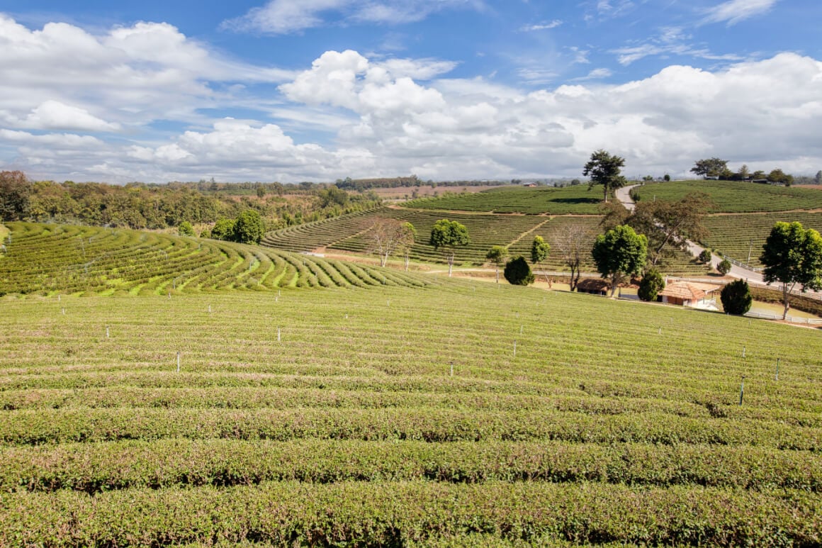 Tea plantations and lush forests in Mae Chan District Chiang Rai, Thailand 