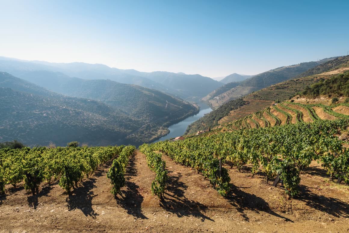 vinayrds sloping down toward a blue river in Duoro Valley Portugal