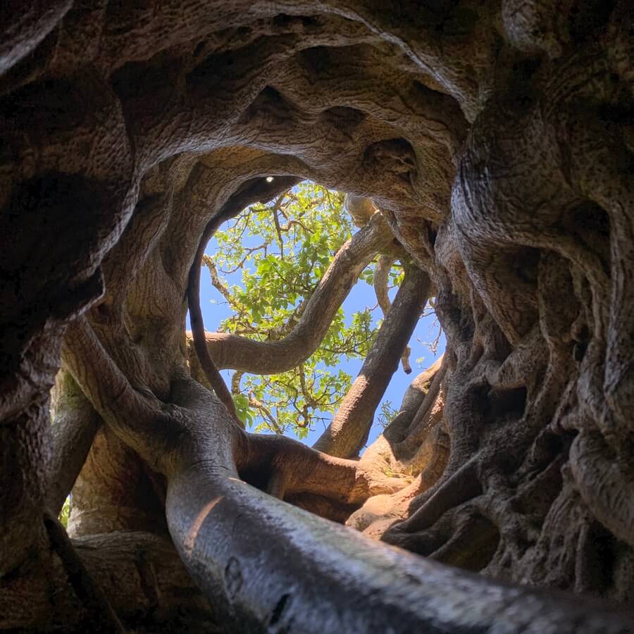 Hollow Ficus tree in Costa Rica Monteverde